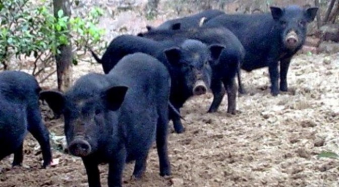 Nuôi heo và cho heo