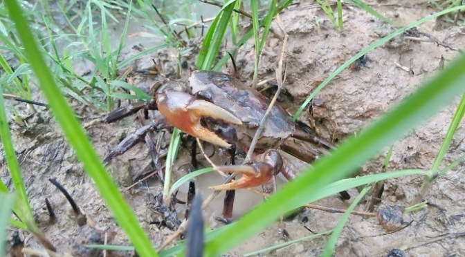 Cua đồng buôn làng