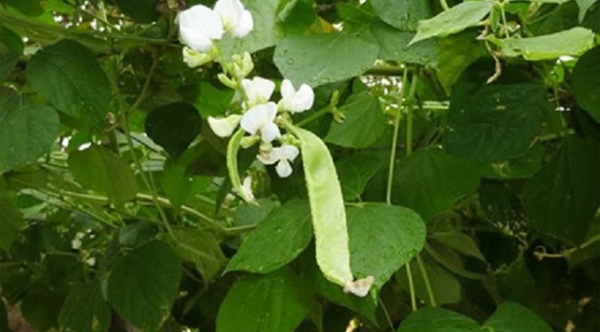 Giàn đậu ván thời không đủ cơm