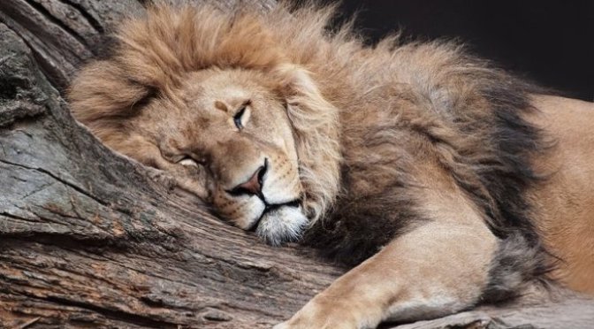 Sư tử ngủ đêm nay