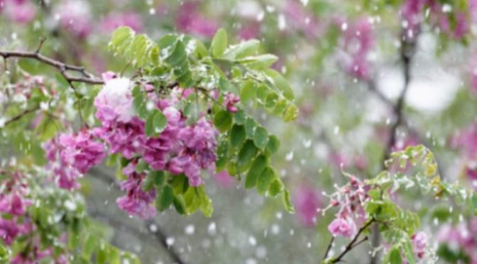 Tản mạn về cơn mưa coi như đầu mùa