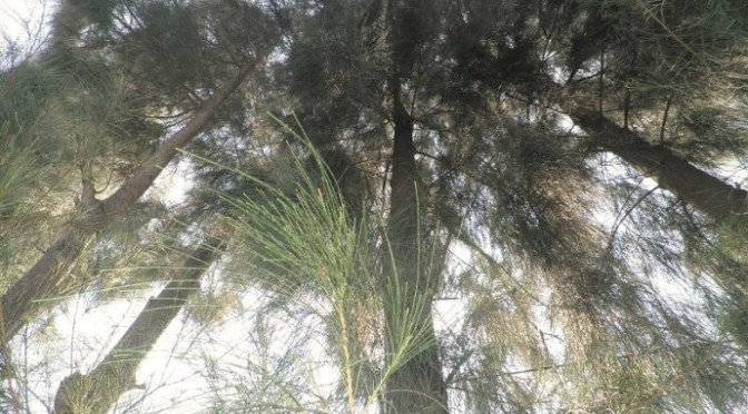 Lời cầu nguyện 650 – Prayer 650