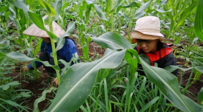 Vay tiền người Kinh