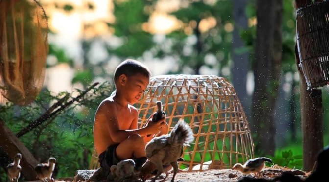 Dạy gà từ nhỏ