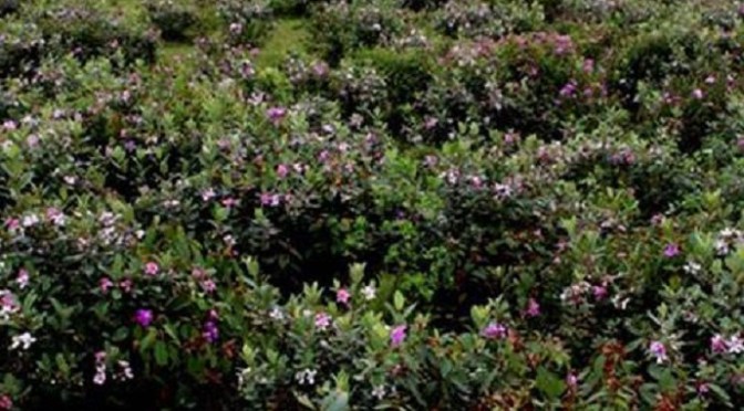 Màu Tím Hoa Sim – Hữu Loan