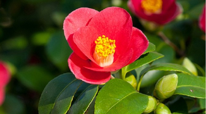When the camellia blooms