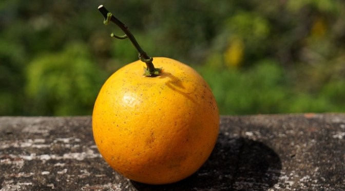 Quà quê của bố