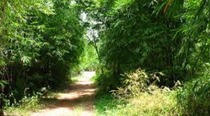 Hy vọng mẹ bình an trở về