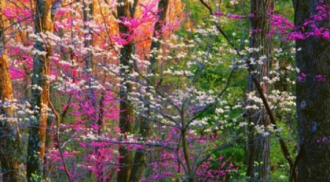 Morning has broken  –  Cat Stevens