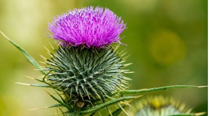 A gift of a thistle
