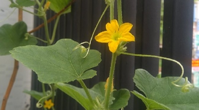 Cây leo diệu kỳ