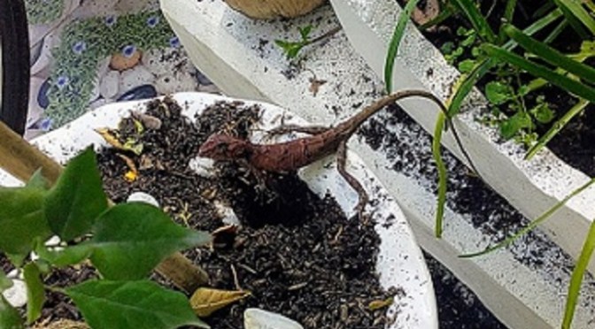 Kỳ nhông đào đất