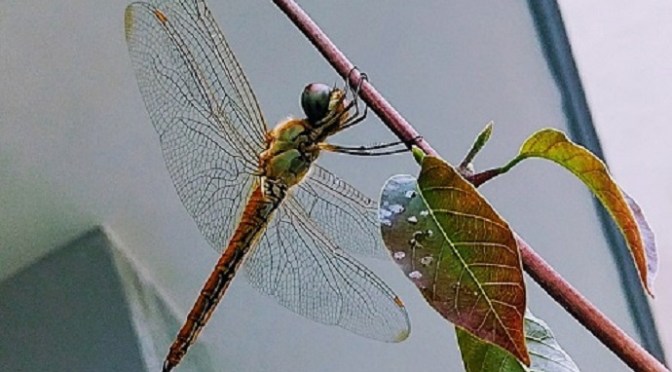 Chạm vào chuồn chuồn