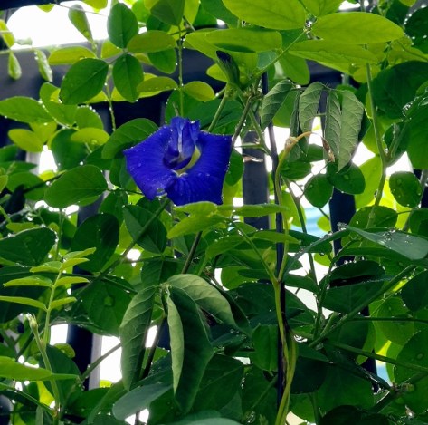 Hoa đậu biếc (màu xanh biếc)