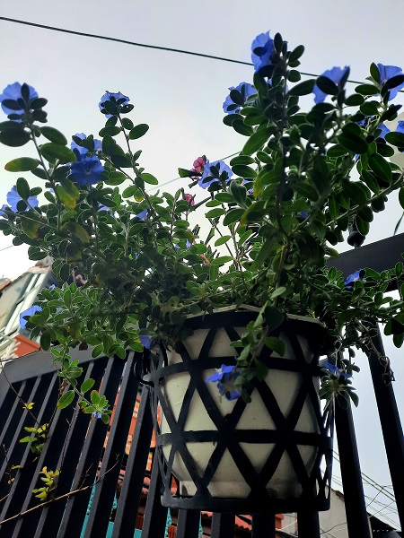 Hoa thanh tú (màu xanh tím)