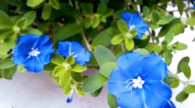 Hoa tím ngoài sân