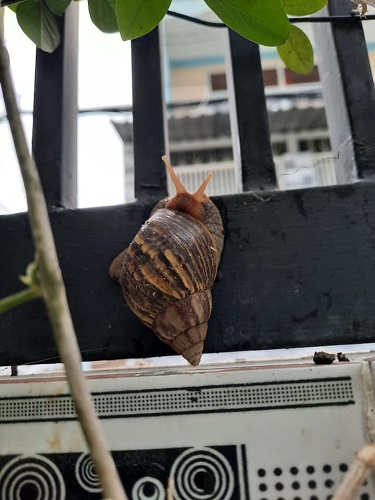 Snail 1
