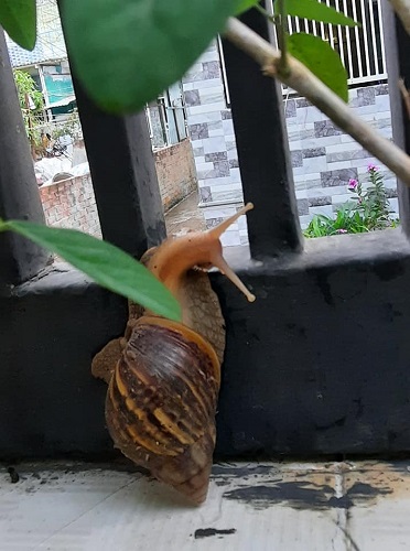 Snail 2