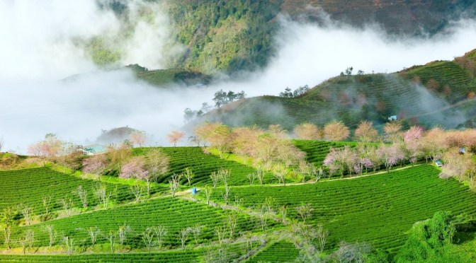 A trip to the Oolong tea hill