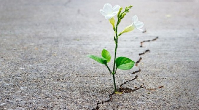 Hy vọng không bao giờ tắt