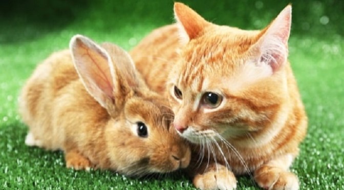 Nguồn gốc Việt (Nam) của tên 12 con giáp – Mão/Mẹo/mèo (4B)