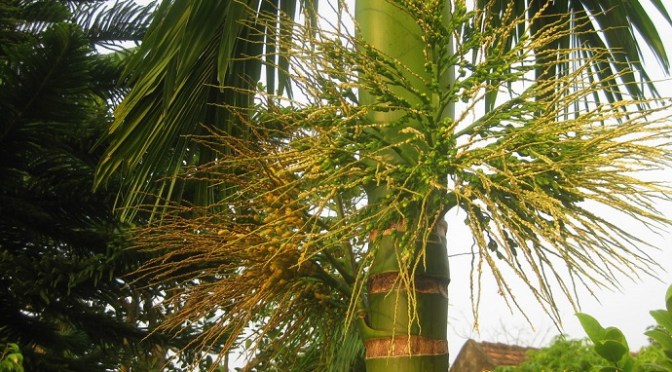 Ms. Nết – areca trees