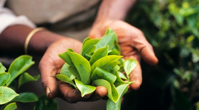 Buying fresh tea leaves from an old Black Hmong woman