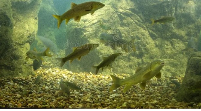 Vượt khó vô thường – Overcome impermanent difficulties