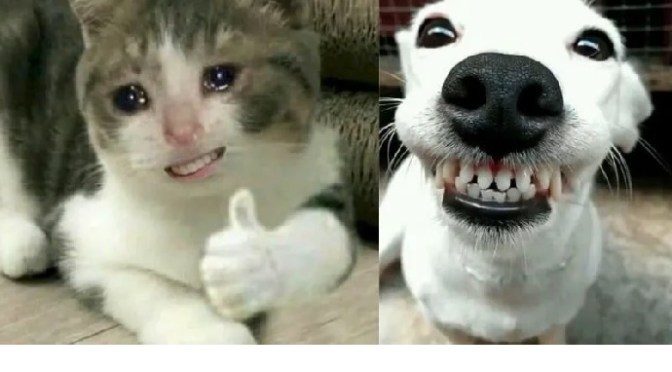 Nên có một chút máu hài – We should have a sense of humor