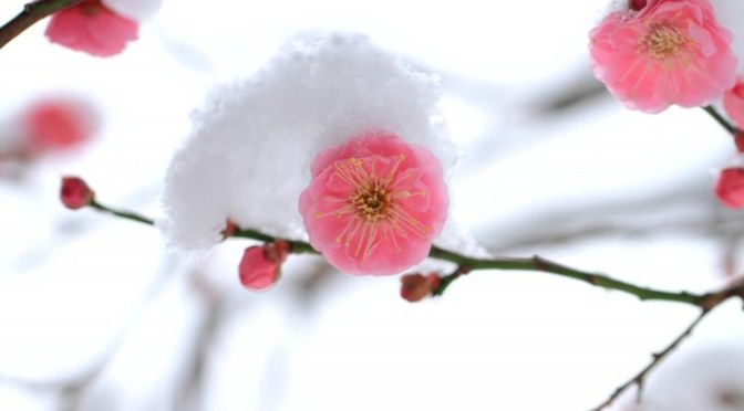 Mai hoa tam lộng – Trung Quốc Cổ điển Thập đại Danh khúc 2