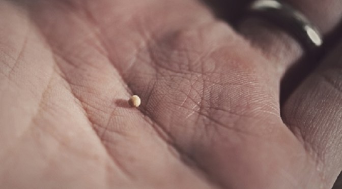 Hạt cải – Mustard seed