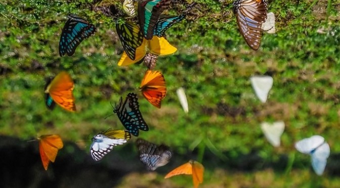Thousands of Beautiful Butterflies